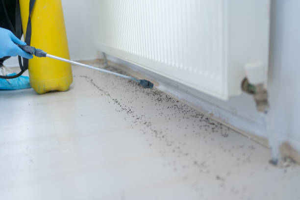 Professional Pest Control in Bylas, AZ